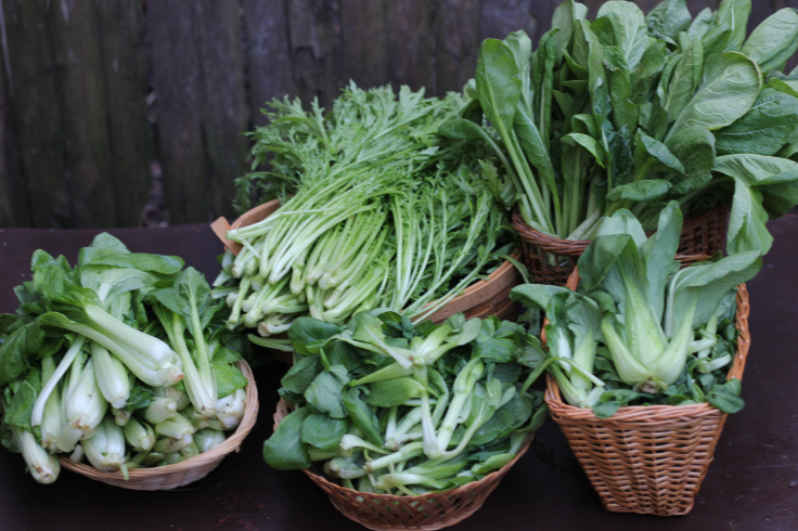 Bok choy, choy sum and Chinese broccoli